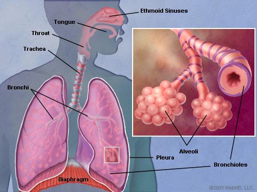 Asthma Healed